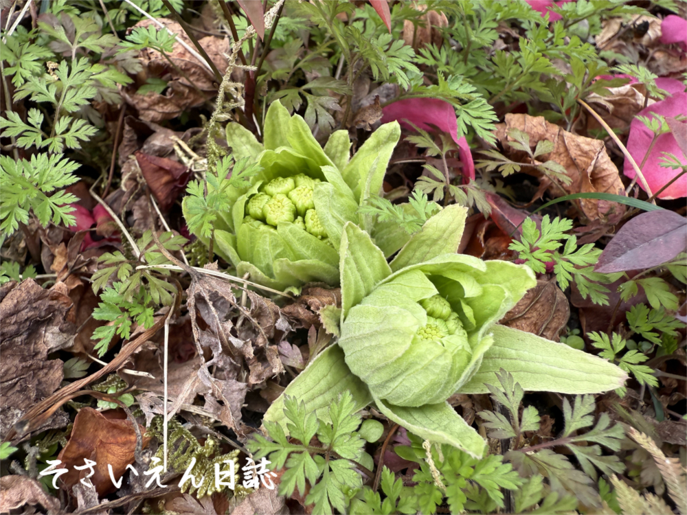 早春野菜 畑から台所へ