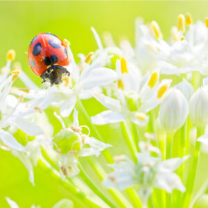 七星天道、アブラムシを探す