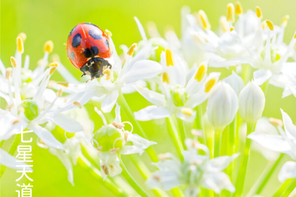 七星天道、アブラムシを探す