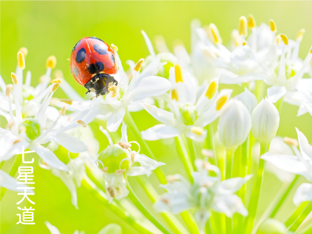 アブラムシとナメクジの早期発見と対処法