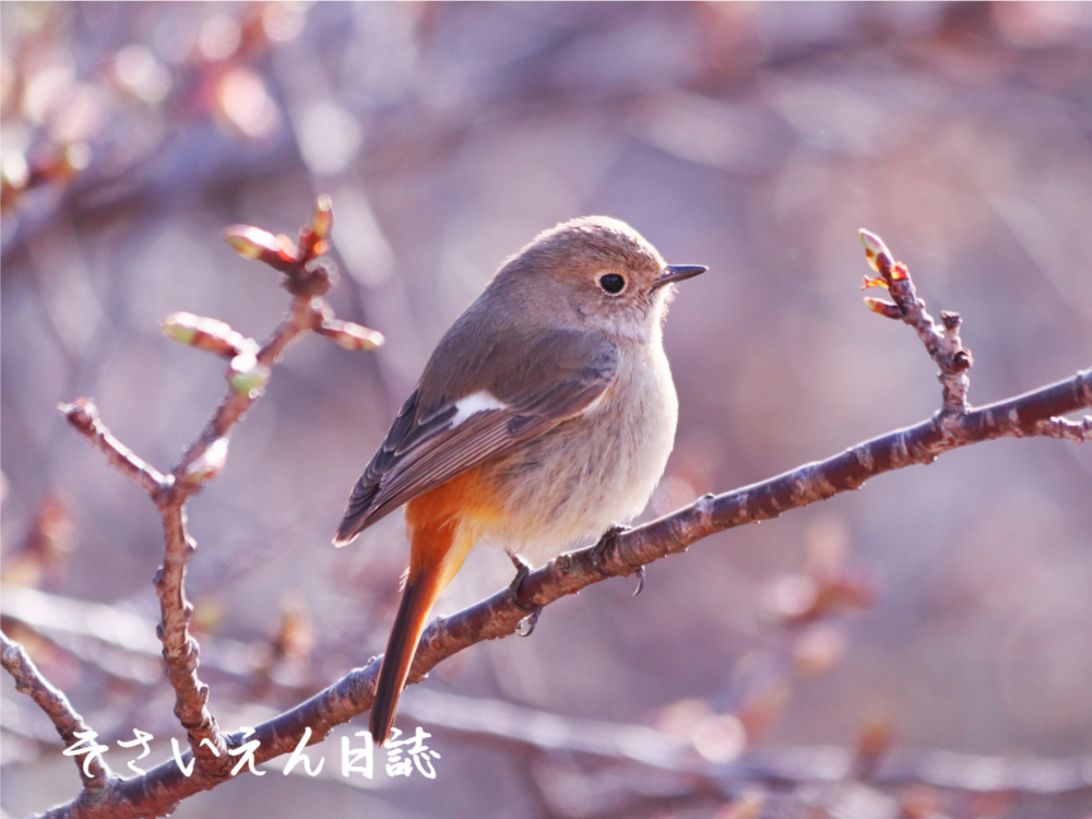 芽吹き始めた桜の木に止まるジョウビタキ