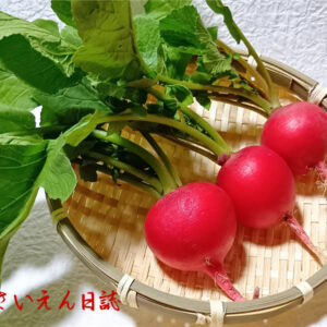 春の種まき、二十日大根