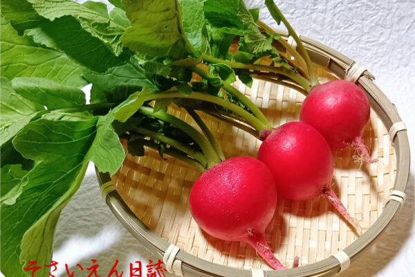 春の種まき、二十日大根