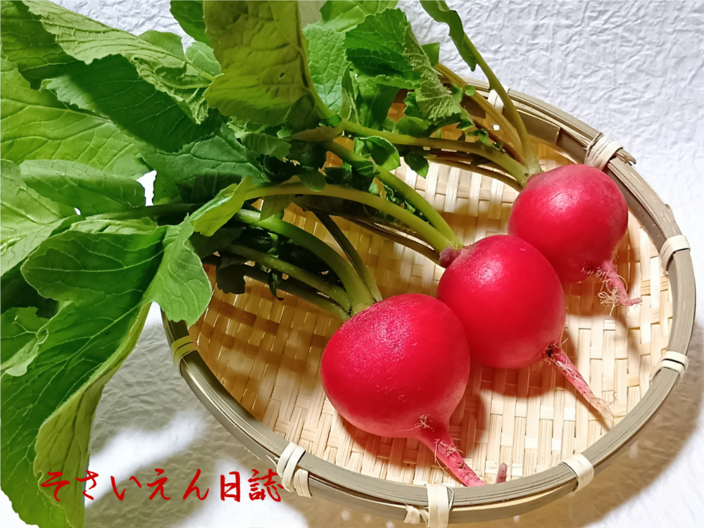 春の種まき、二十日大根