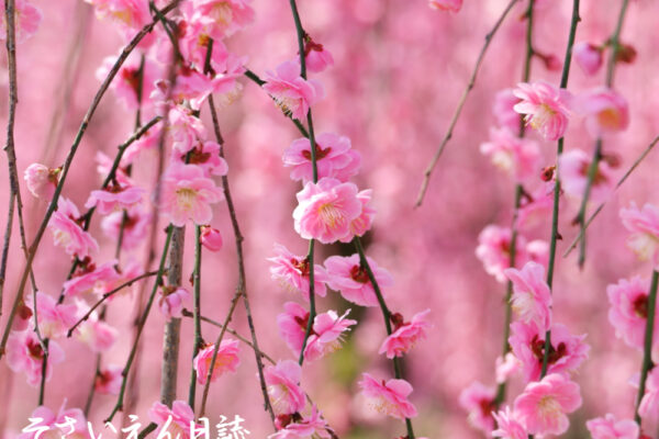 早春の小さな花、しだれ梅の紅い花