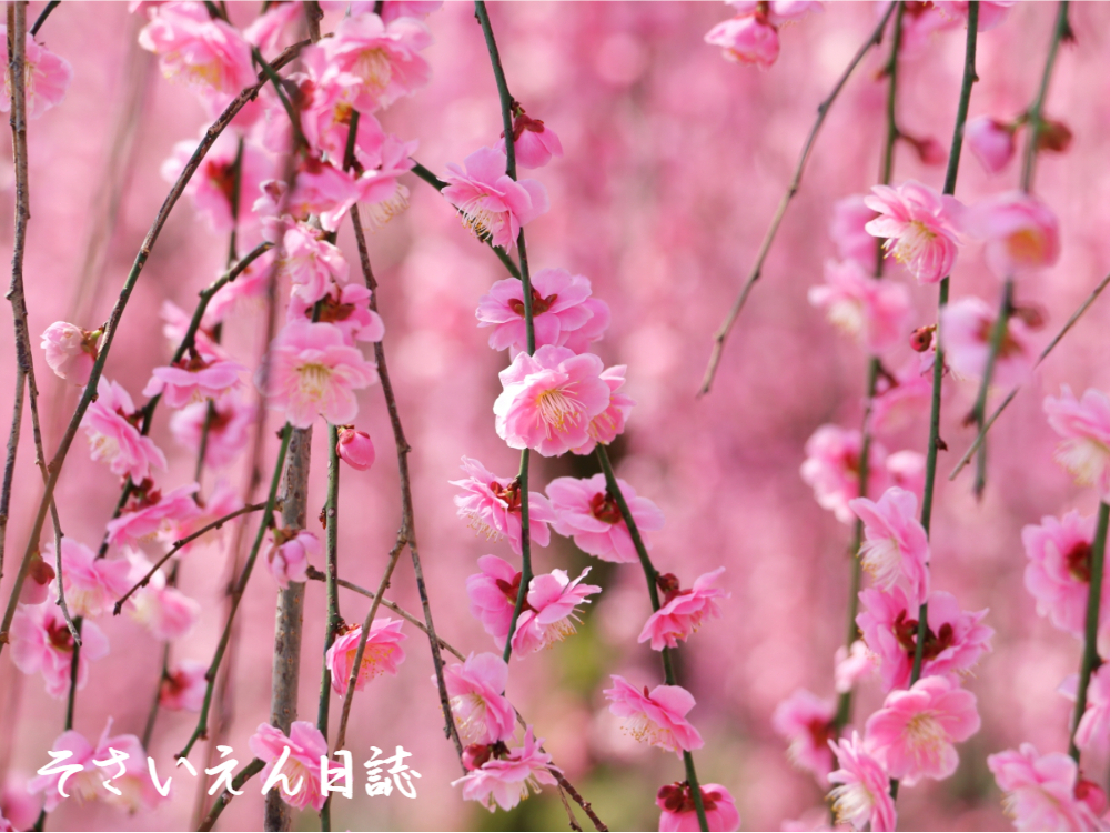 小さな花を活ける器