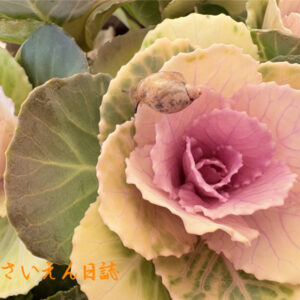 害虫対策、葉牡丹を散歩中のオカモノアラガイ