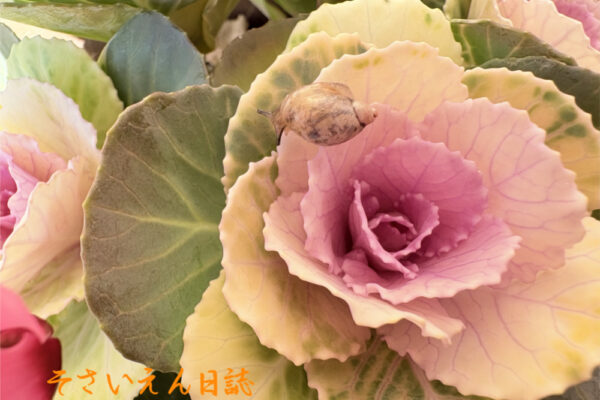 害虫対策、葉牡丹を散歩中のオカモノアラガイ