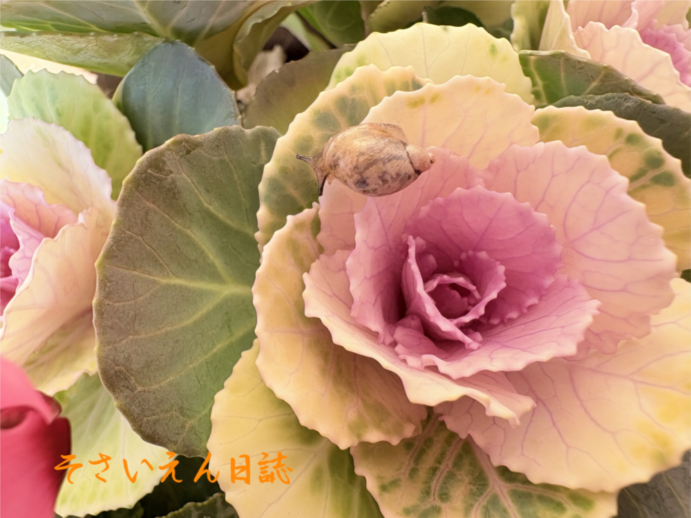 害虫対策、葉牡丹を散歩中のオカモノアラガイ