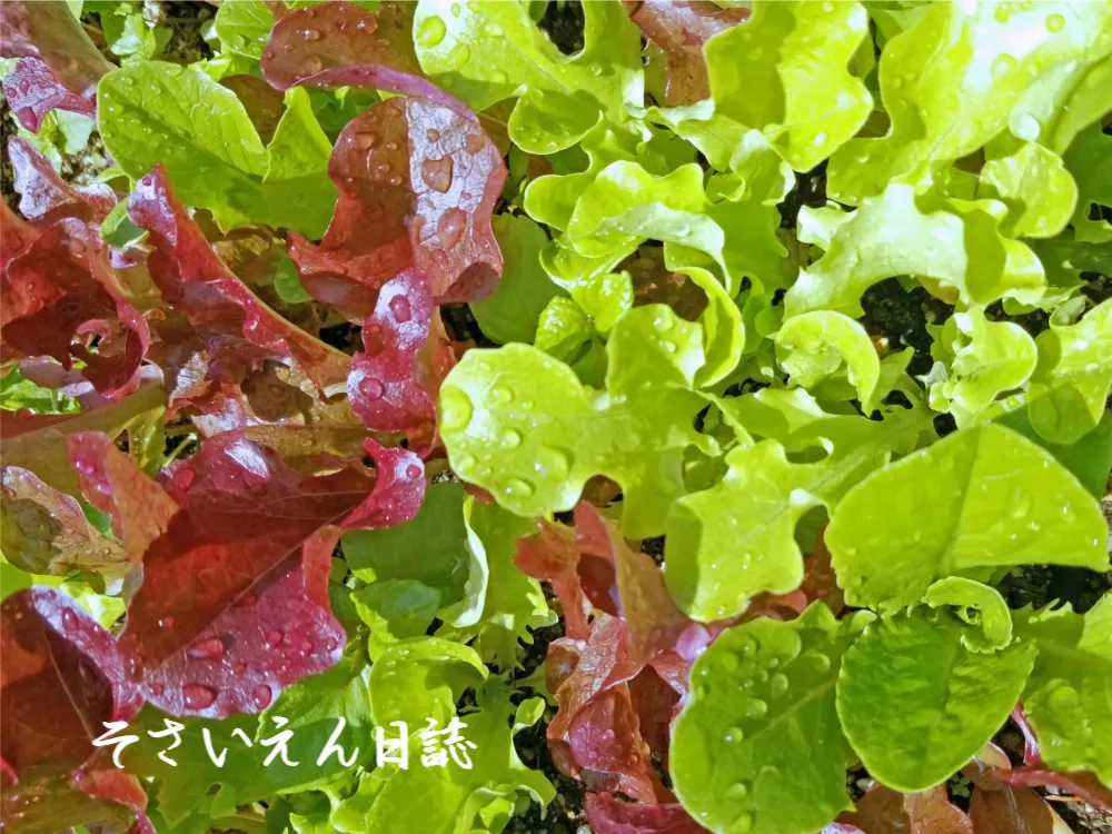 二色のリーフレタスが仲良く育つ