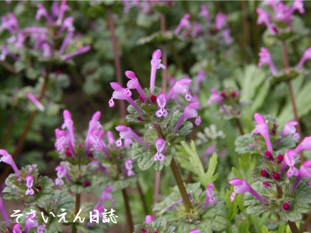 春の野に咲く仏の座（ホトケノザ）