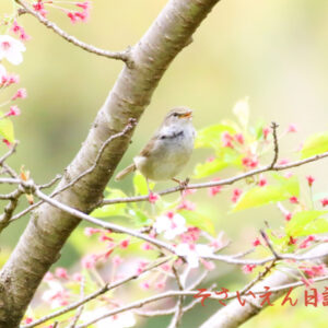若葉のひかり 葉桜とうぐいす
