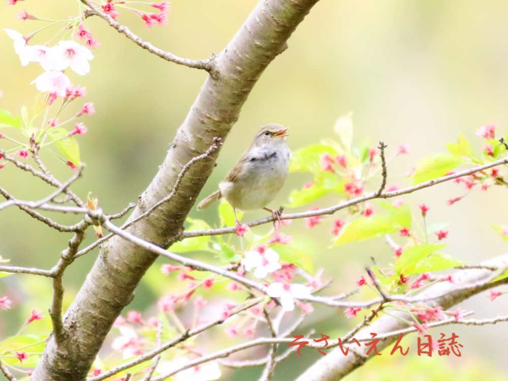 若葉のひかり 葉桜とうぐいす