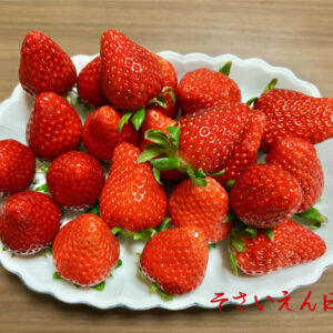 春の果実、美味しい苺の食べ比べ