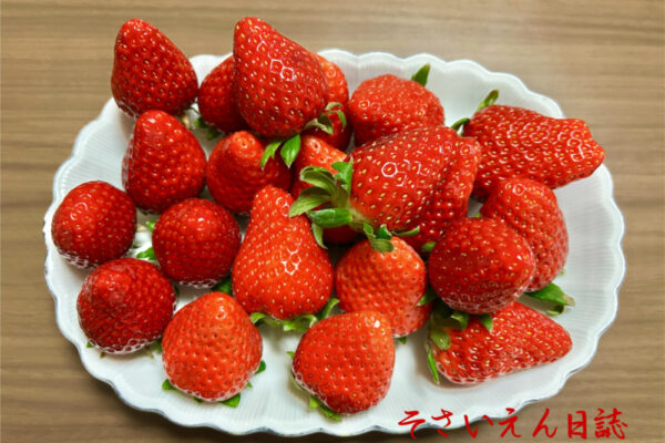 春の果実、美味しい苺の食べ比べ