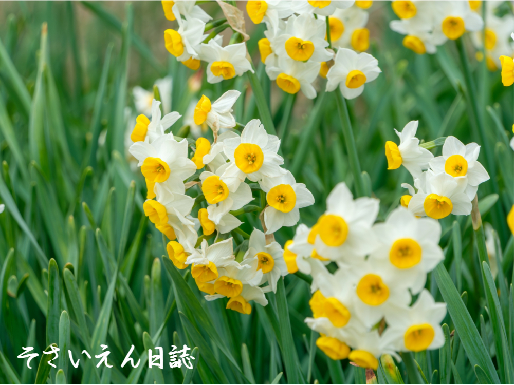 早春の花、群生して咲く可憐な日本水仙