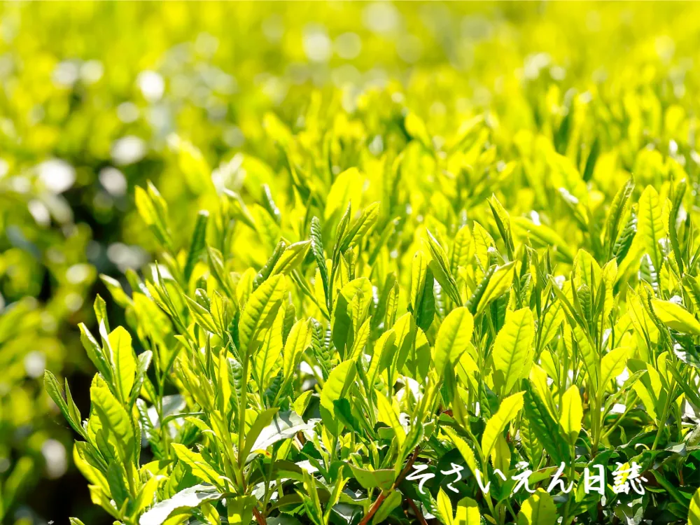 鮮やかな黄緑色に育つ一番茶の新芽