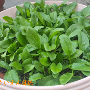 ほうれん草の若葉｜春野菜栽培