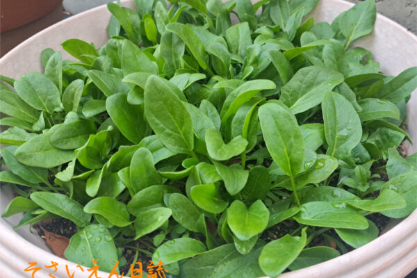 ほうれん草の若葉｜春野菜栽培