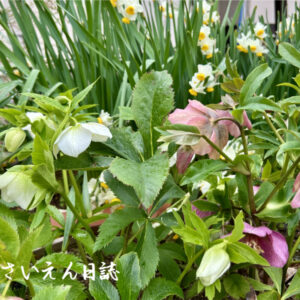 庭仕事術、クリスマスローズとスイセンのある庭