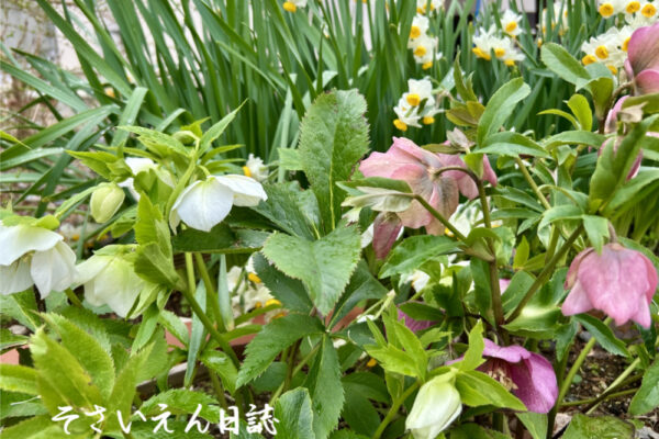 庭仕事術、クリスマスローズとスイセンのある庭