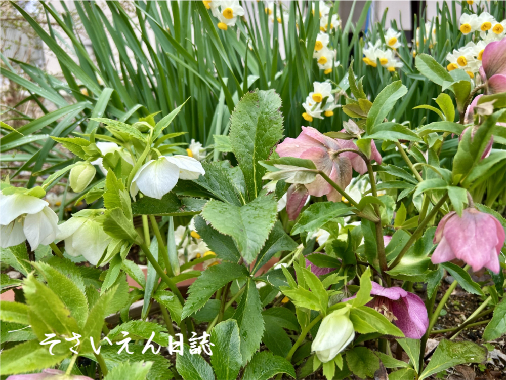 庭仕事術、クリスマスローズとスイセンのある庭