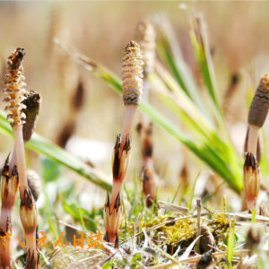 土のぬくもり ほうしこ