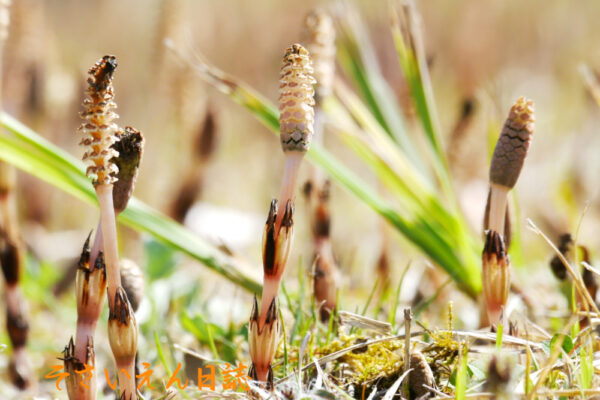 土のぬくもり ほうしこ