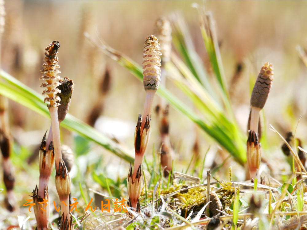 土のぬくもり ほうしこ