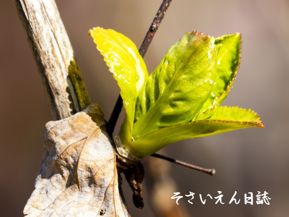 春の芽観察、アジサイの新芽