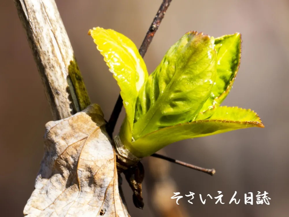 アジサイの新芽