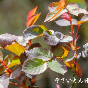 春の芽観察、光に透ける薔薇の新芽