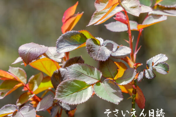 春の芽観察、光に透ける薔薇の新芽