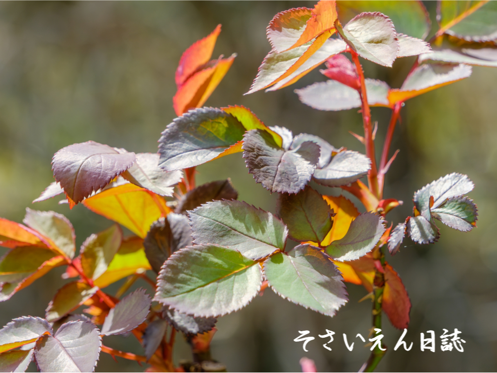 春の芽観察、光に透ける薔薇の新芽