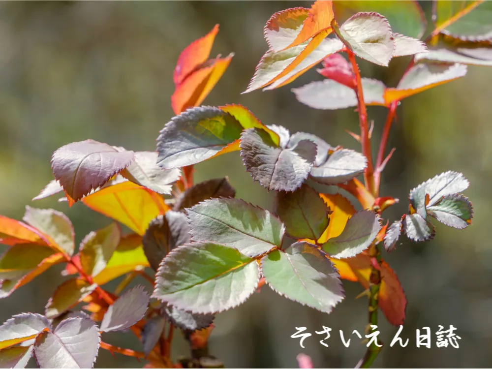 春の芽観察で庭を楽しむ