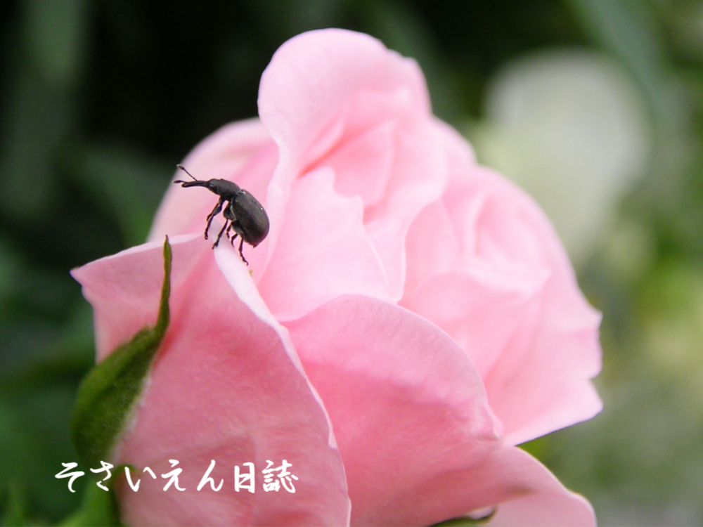 害虫対策、バラの花の上を歩くバラゾウムシ