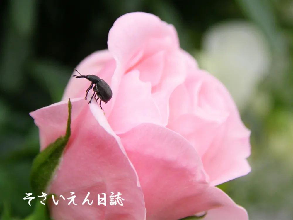 バラの花の上を歩くバラゾウムシ