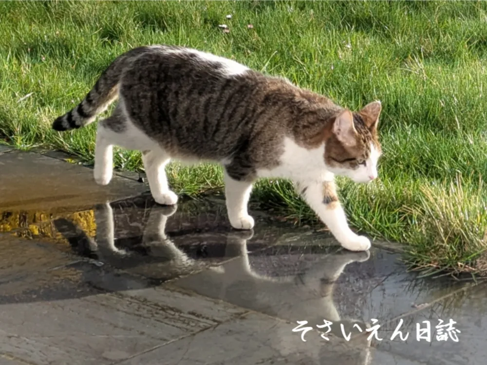 雨あがりの野良猫キジ白