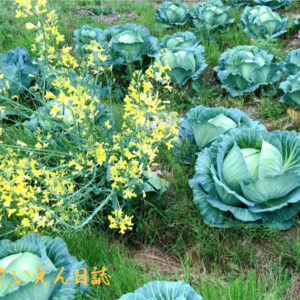 春のキャベツ｜甘さの秘密