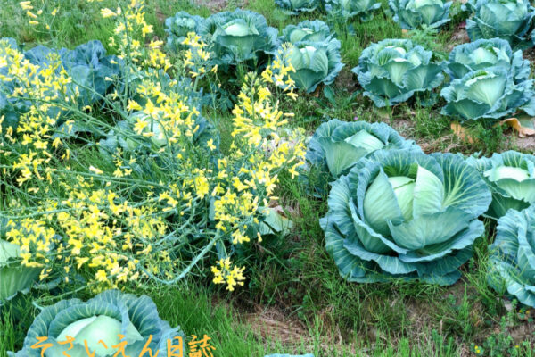 春のキャベツ｜甘さの秘密