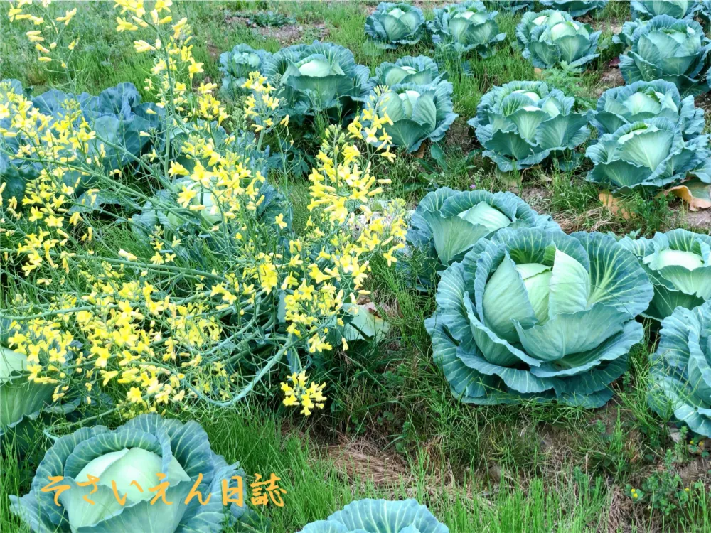 春のキャベツ 甘さの秘密