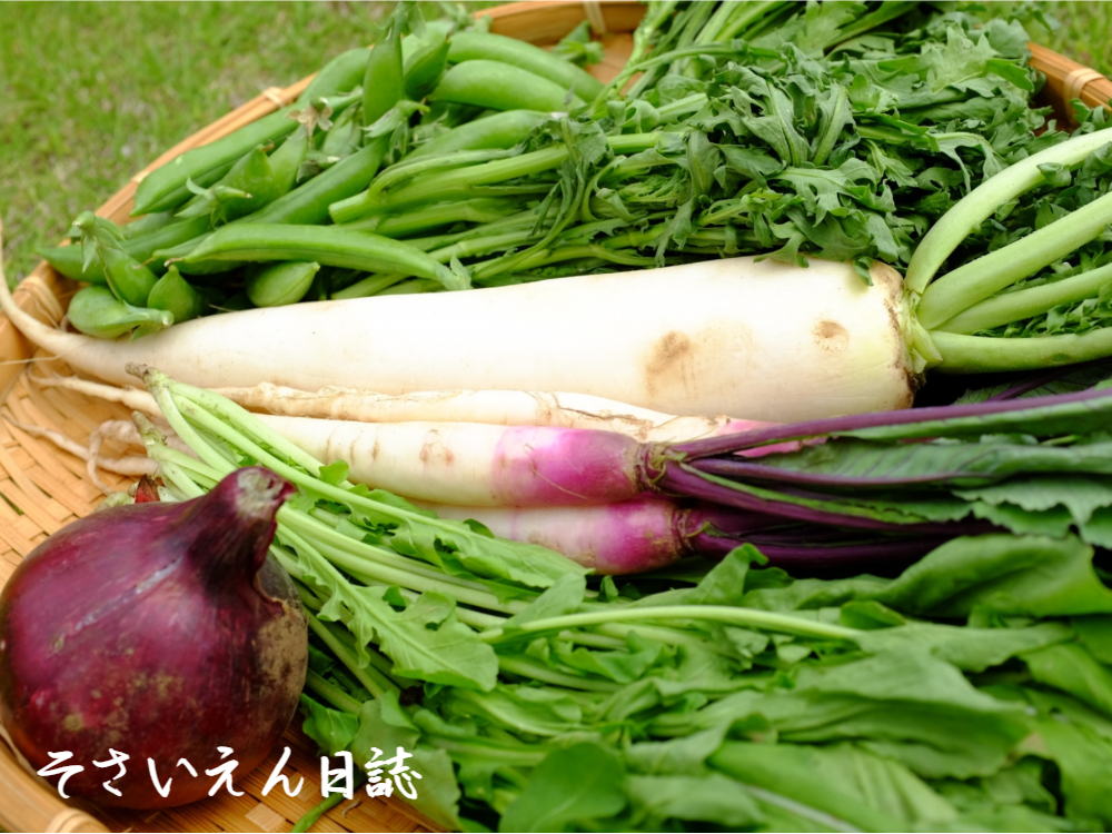 春の野菜、春大根・豌豆・赤玉ねぎ・日野菜