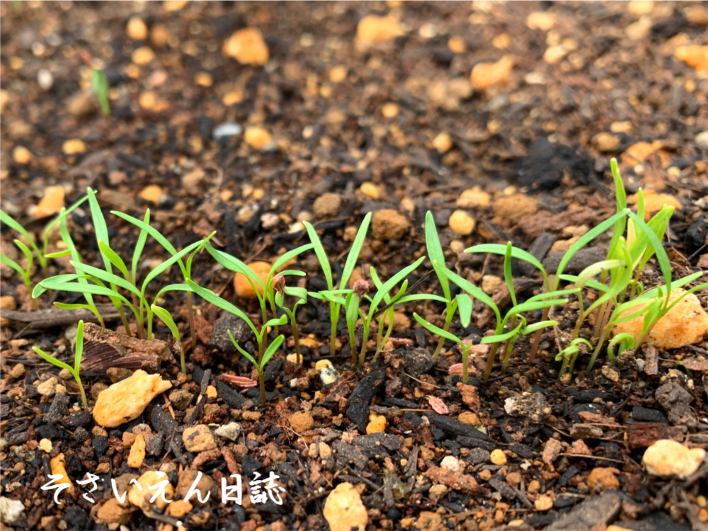 発芽直後のにんじんの赤ちゃん