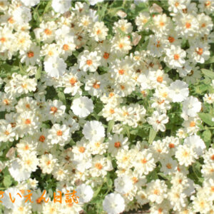 春の光を浴びて白い花がいっぱい