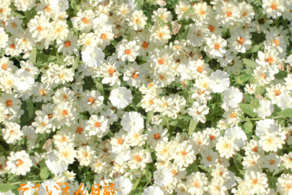 春の光を浴びて白い花がいっぱい