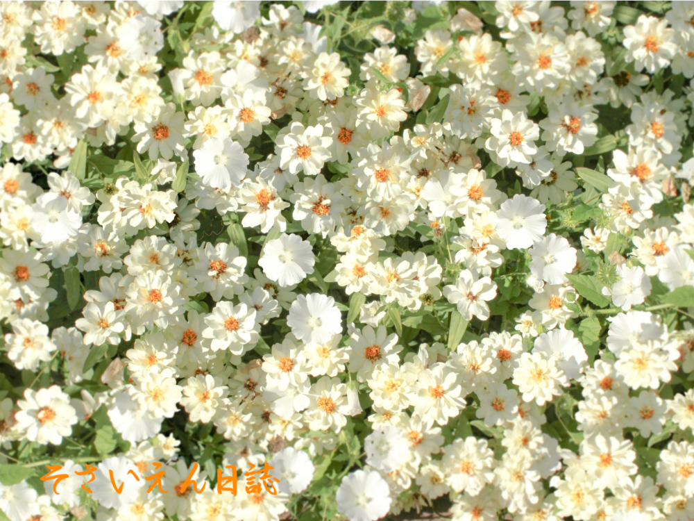 春の光を浴びて白い花がいっぱい