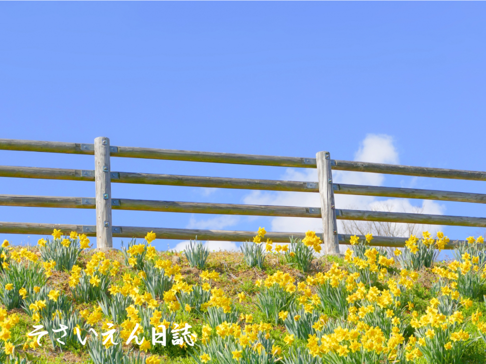 春の光を浴びて水仙が咲く丘