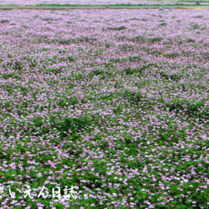 良い土作り、緑肥のれんげ畑