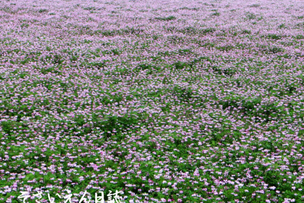 良い土作り、緑肥のれんげ畑