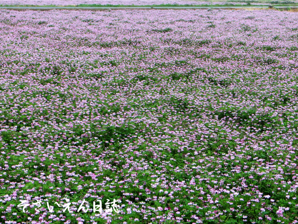 良い土作り、緑肥のれんげ畑